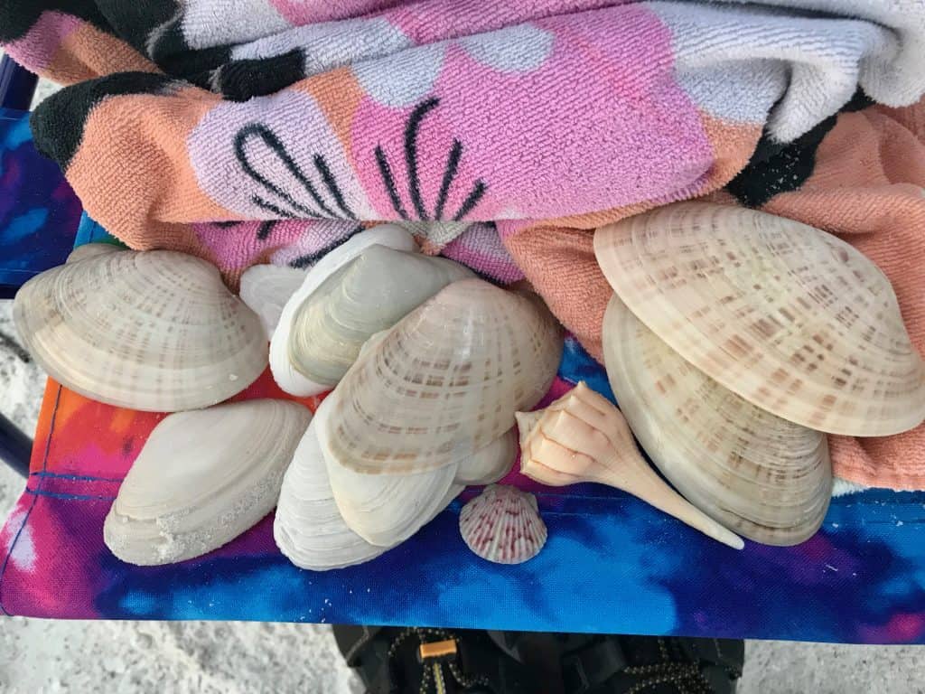 Marco Island Florida shells