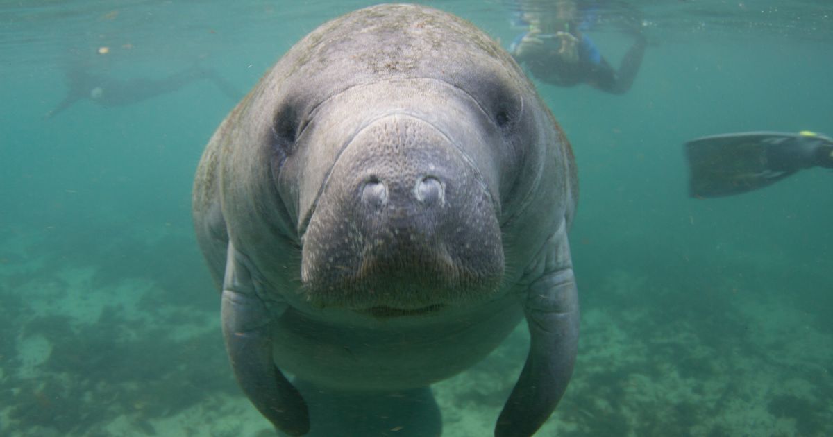 Featured image for “The Manatee Capitol Of The World [Florida Travel Guide]”